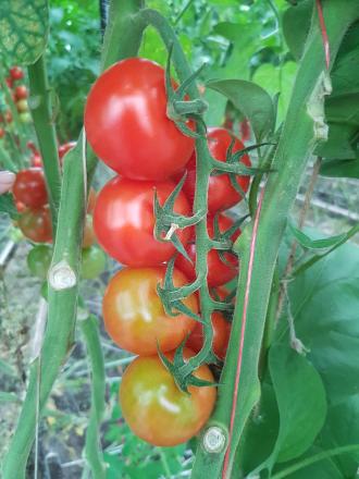 bio tomaten knoblauchsland