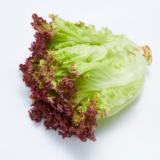 Salat Batavia aus Bayern