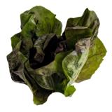 Radicchio Salat vom Landgut