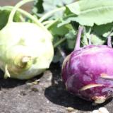 Kohlrabi vom Landgut