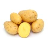 Frühkartoffeln fk "Anuschka" vom Landgut