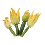 Zucchiniblüten (4 Stück) vom Landgut
