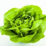 Salat vom Landgut