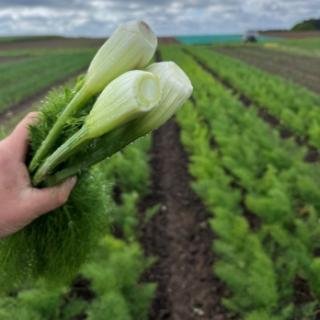 Baby-Fenchel im Bund aus Franken