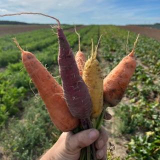 Möhren bunt aus Franken