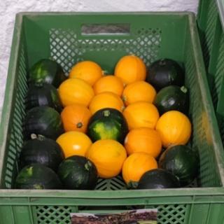 Zucchini rund gelb/grün aus Franken
