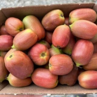 Kiwai Kiwibeeren