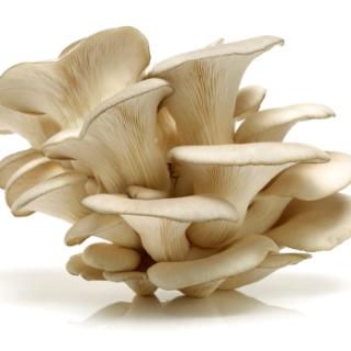 Austernpilze ca. 250g