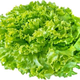 Salat Batavia grün