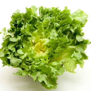Endiviensalat vom Landgut