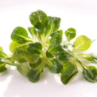 Feldsalat vom Landgut ca. 125g