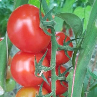 Strauchtomaten aus Franken