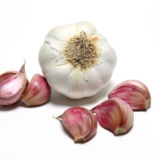 Knoblauchknolle