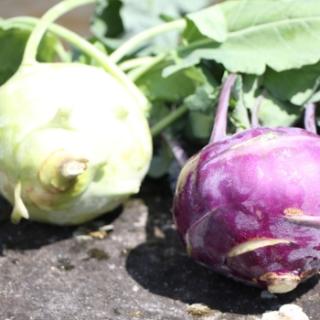 Kohlrabi vom Landgut