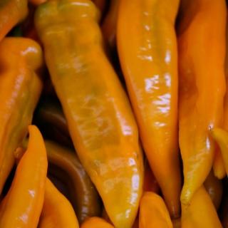 Spitzpaprika orange vom Landgut