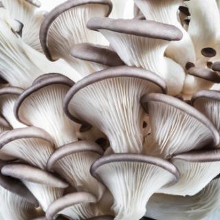 Pilze "Black Pearl" REGIO ca. 200g