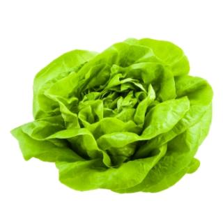 Kopfsalat vom Landgut