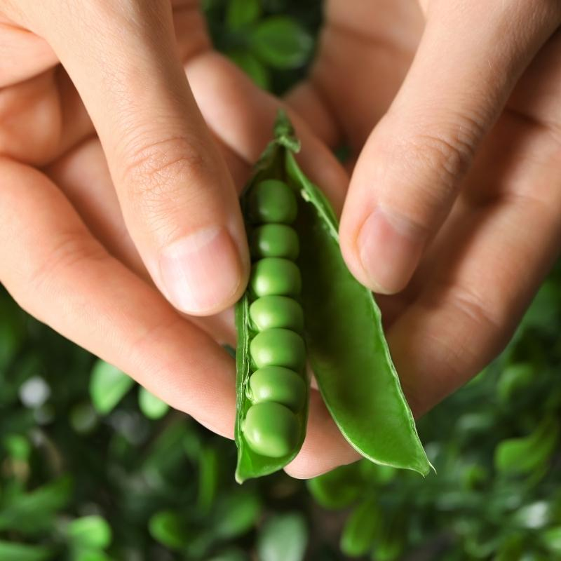 Semmelknödel mit frischen Erbsen