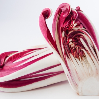 Radicchio Treviso