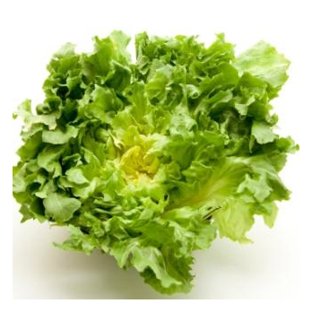 Salat Endivien