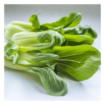 Pak Choi aus Franken