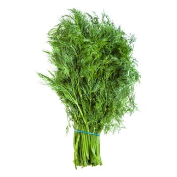 Dill im Bund vom Landgut