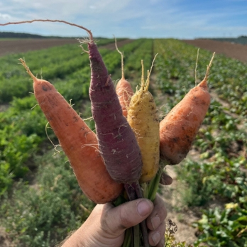 Möhren bunt aus Franken