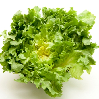 Endiviensalat vom Landgut