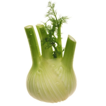 Fenchel