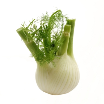 Fenchel vom Landgut