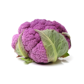 Blumenkohl lila aus Franken