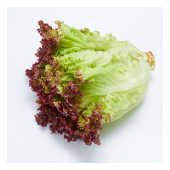 Salat Batavia vom Landgut
