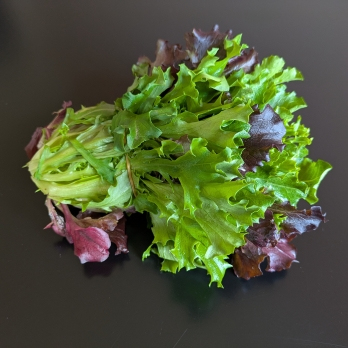 Schnittsalat vom Landgut