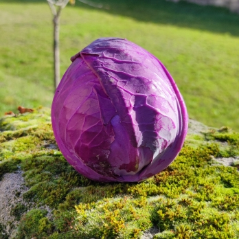 Spitzkohl rot vom Landgut