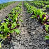 Babyleaf Salat aus Franken ca. 125g