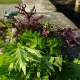 Asia-Salat aus Franken ca. 125g