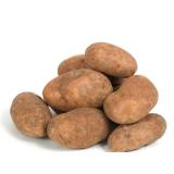 Kartoffeln vfk Otolia vom Landgut