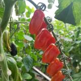 Datteltomaten aus Franken ca. 250g