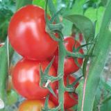 Strauchtomaten aus Franken