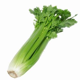 Stangensellerie REGIO