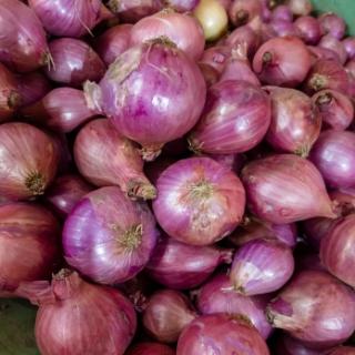 Zwiebeln rot vom Landgut