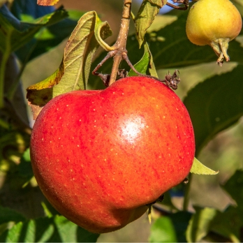 Äpfel Natyra aus Franken