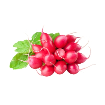 Radieschen REGIO
