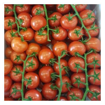 Cherry-Strauchtomaten aus Franken ca. 250g