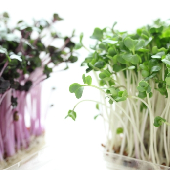 Sprossen in der Schale REGIO