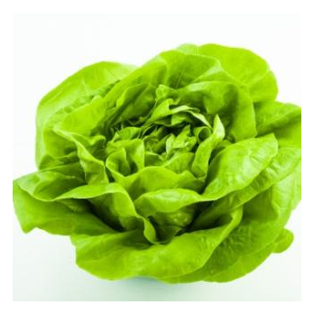 Salat Kopfsalat vom Landgut